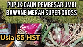 pupuk pembesar umbi bawang merah terakhir usia 55hst mkp dan agrimore k [upl. by Libb374]