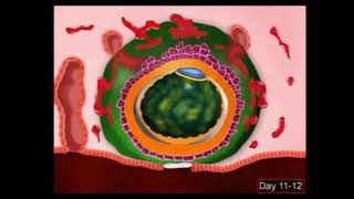 Animação 1ª e 2ª semana do embrião embriologia blastocisto mórula [upl. by Jamison653]