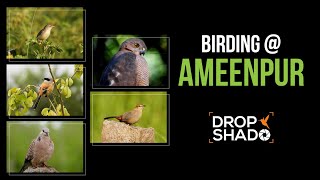 Birding at Ameenpur Lake [upl. by Atalie909]