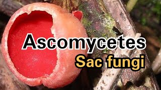 Ascomycetes  Sac Fungi CBSE NCERT NEET Medical Entrance [upl. by Sedinoel]