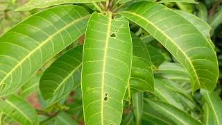 inspection of a mango tree  26 October 2024 [upl. by Guria]