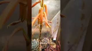 ALOE BREVIFLORA suculents suculentas plants [upl. by Gussi]