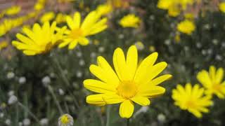 Euryops  south African  Mediterannean daisy bush  still flowering at Christmas in the UK [upl. by Winters951]