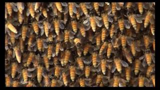 Evidence for Ventilation through Collective Respiratory Movements in Giant Honeybee Apis dorsata [upl. by Klotz258]