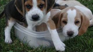 Beagle puppies barking at each other [upl. by Attennyl]