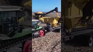 New Holland corn harvester newholland harvester [upl. by Esined202]