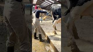 ✂️🐄 Tail Trimming 101 Farm Girl’s Top Tips for Keeping Cows Healthy [upl. by Gemoets]