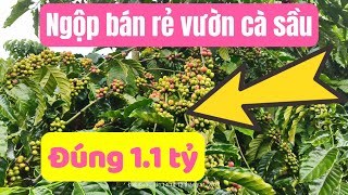 Vườn cà phê sầu riêng đẹp giá rẻ [upl. by Sella476]