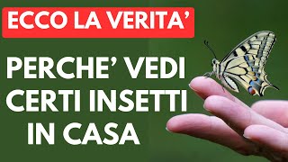 Cosa Dicono QUESTI Insetti Sul Tuo Ambiente [upl. by Genvieve]