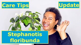 Update amp Care Tips  Stephanotis floribunda [upl. by Aicemat]