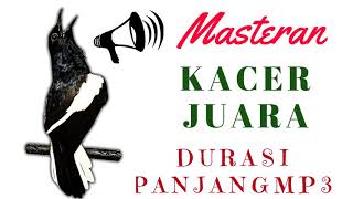 masteran kacer agar cepat ngeplong I kacer agar cepat ngeplay dan ngobra suara kacer pikat mp3 [upl. by Corron424]