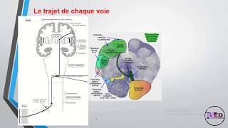 Physiologie de la somesthésie 1ère partie [upl. by Polk937]