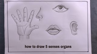 how to draw senses organsdraw five senses organs [upl. by Merkley220]