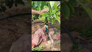 Prune Cherry Tree Branch In Summer [upl. by Branch]