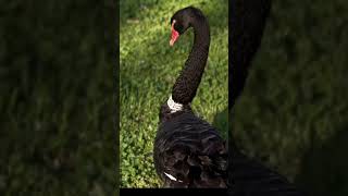 The Mysterious Black Swan of Melbourne [upl. by Llertnad]