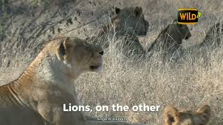 What Happens When a Tiger Meets a Lion in the Wild [upl. by Randee]