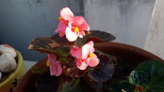 Begonia Plant Care  बिगोनिया पौधे की देखभाल [upl. by Amilas]