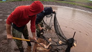 Foi abaixo de chuva tiramos os reprodutores de TORNASOL [upl. by Sinoda785]