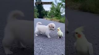 Best friend shorts shortsvideo viral trending love cute birds funny animals hindisong [upl. by Ackerman922]