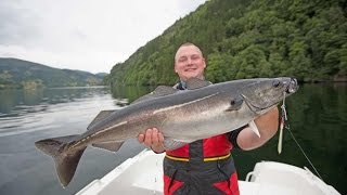 Angeln in Norwegen Dalsfjord Hexenkessel SeelachsDorsch Pollack und Co in Westnorwegen [upl. by Anerroc]