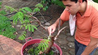 Como FAZER PASTA CICATRIZANTE para Bonsai  PASTA CASEIRA [upl. by Donnamarie623]