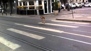 Pedestrian Stray Dogs [upl. by Bettina]