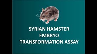 Syrian Hamster Embryo SHE Cell Transformation Assay CTA 🐭 [upl. by Atwekk]