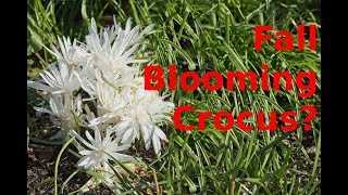 Fall Blooming Crocus and Colchicum [upl. by Ingold150]