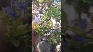 Plant Collection Blue Plumbago Plumbago auriculata Cutting For HomeLandscaping landscaping [upl. by Othilia374]