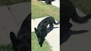 Random black dog won’t leave my front yard Had to call the city [upl. by Sladen]