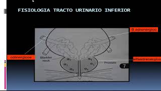 Urología  5 incontinencia urinaria [upl. by Nesila]