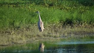 A North American Sandhill Crane walks off in a strange way near a northern USA river wildlife [upl. by Donnamarie91]