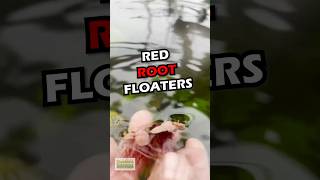 Red Root Floaters On The Goldfish Basin [upl. by Hayott]