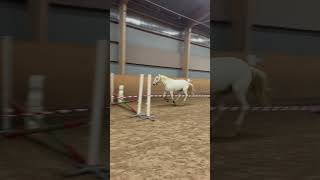 christmas horse equestrian 2024 2024 häst riding jumping horseriding automobile dressage [upl. by Gelasius]