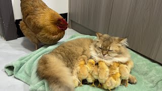 The hen suspects the kitten has stolen the chicksThe cat returned the chick to the henFunny cute🤣 [upl. by Yezdnil]