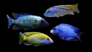 Malawi Cichlids [upl. by Oelgnaed]