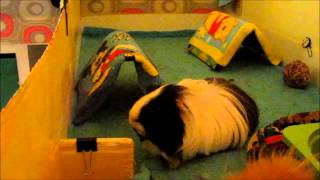 Compilation of Guinea Pigs popcorning [upl. by Innad75]