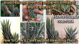 How To Grow amp Care Fasciated Haworthia PlantHaworthiopsis coarctata zebra haworthia হাওয়ার্থিয়া [upl. by Aicekan]