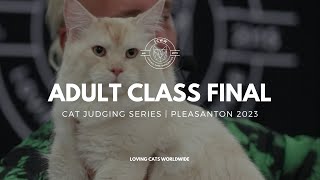 Cat Judging Adult Class Final Pleasanton California [upl. by Hgiel]