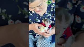 Monkey Baby Bons Juicy Grapefruit Feast with Grandma Ly [upl. by Saloma]