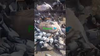 Pigeons pigeon pigeonlover youtubeshorts [upl. by Cranford]