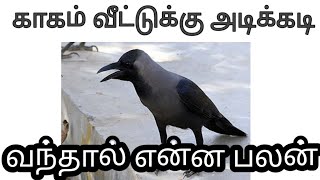 காகம் தலையில் கொத்தினால் 🤔 வீட்டுக்கு காகம் அடிக்கடி வந்தால் என்ன பலன் [upl. by Ahaelam640]