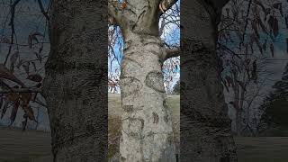 American Beech Bark  Fagus grandifolia plantidentification beech Tree iroquois treebark [upl. by Airamesor784]