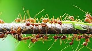 Муравьи и Тля Как бороться 3 Ants and aphids How to deal 3 [upl. by Geiss]