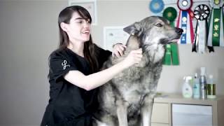 Groomer Explains How To Reduce Husky Shedding [upl. by Hoffman521]