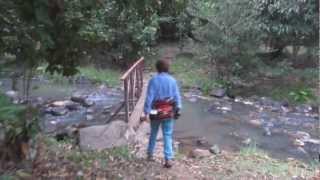 Australia  Platypus on Peterson Creek in Yungaburra [upl. by Hearsh]