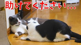 【保護猫・野良猫】【危険すぎ】元野良猫は子猫から痛めつけられるているのです【じいじさんとばあばさんと猫たち】 [upl. by Enyar]