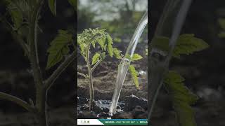 44  How to control wilt in tomatoes  XANBAC D [upl. by Nayd387]