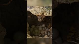 WATCH Nesting Ritual of the Hawksbill Turtle [upl. by Eema461]