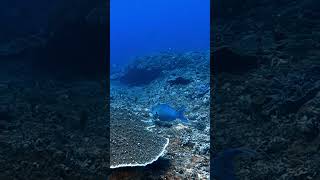 Thalassoma scubadiving gopro fish underwater ocean bali indonesia nature [upl. by Rici]